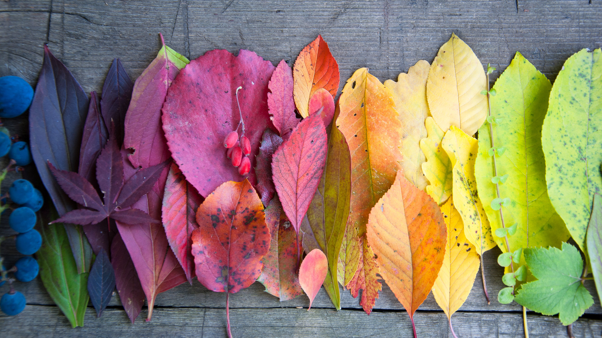 Lang lebe der Herbst!